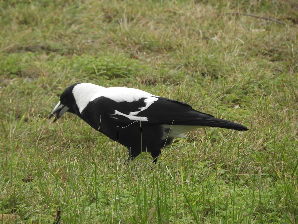 Australian Magpie - ML620525480