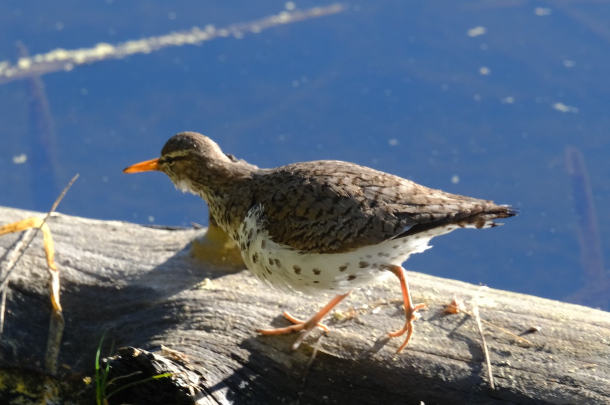 Spotted Sandpiper - ML620525483