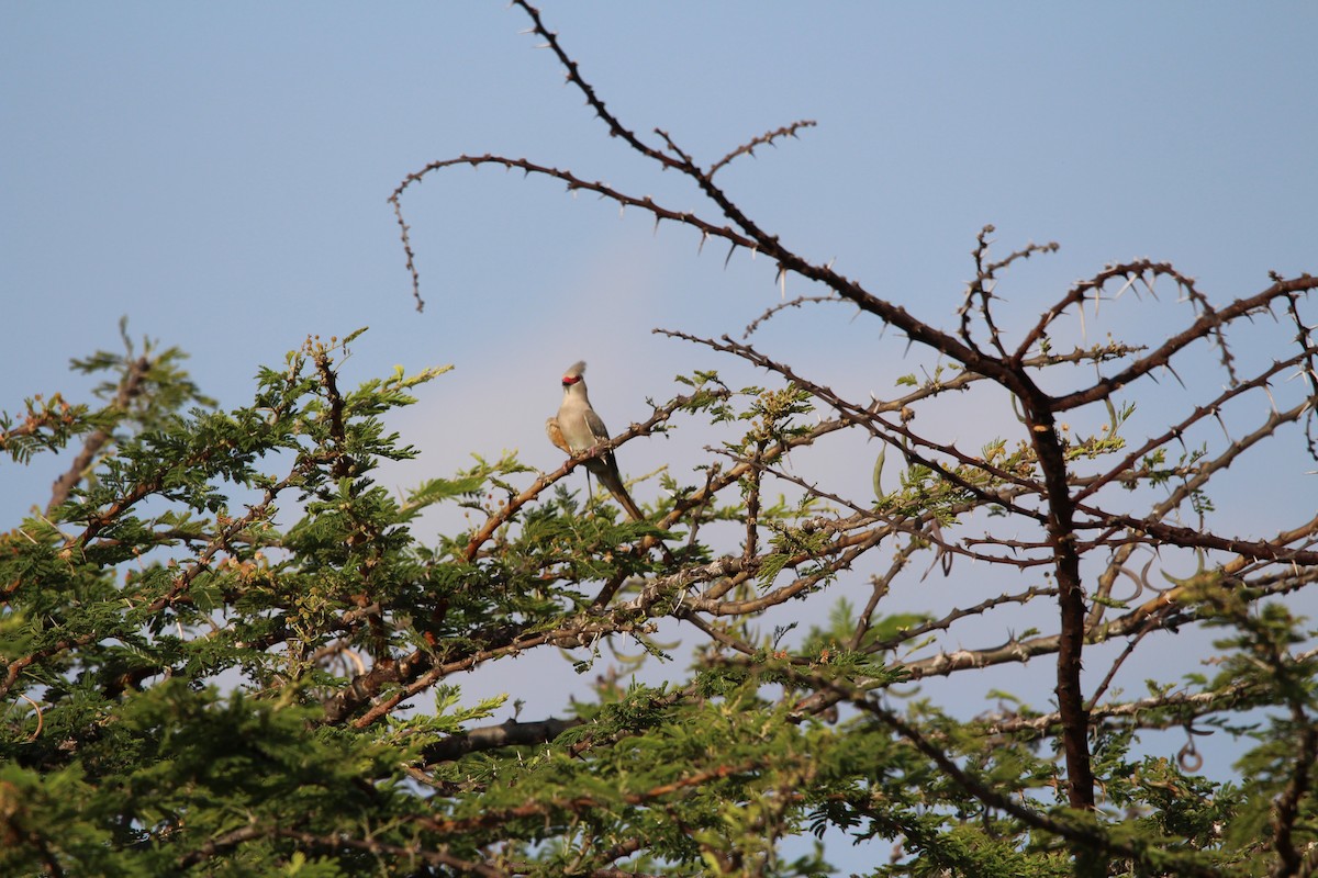 Blue-naped Mousebird - ML620525488