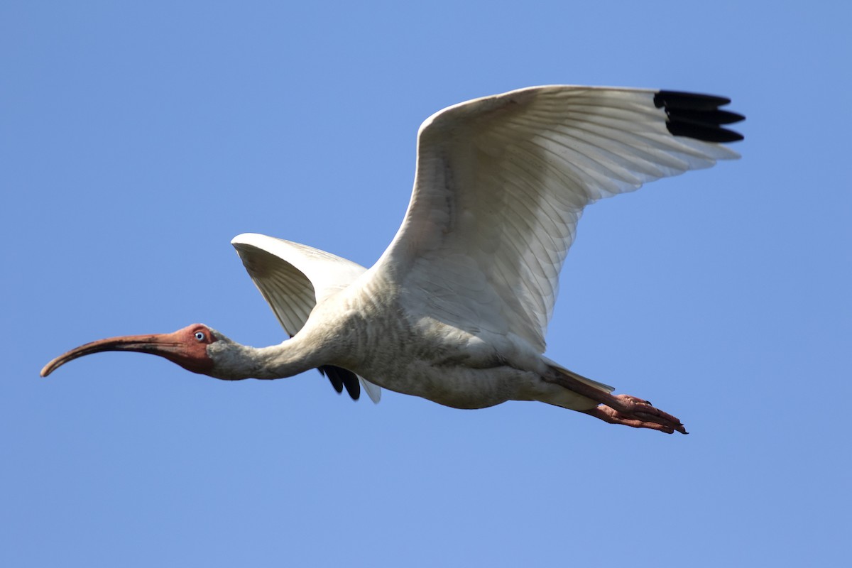 White Ibis - Martin Wall