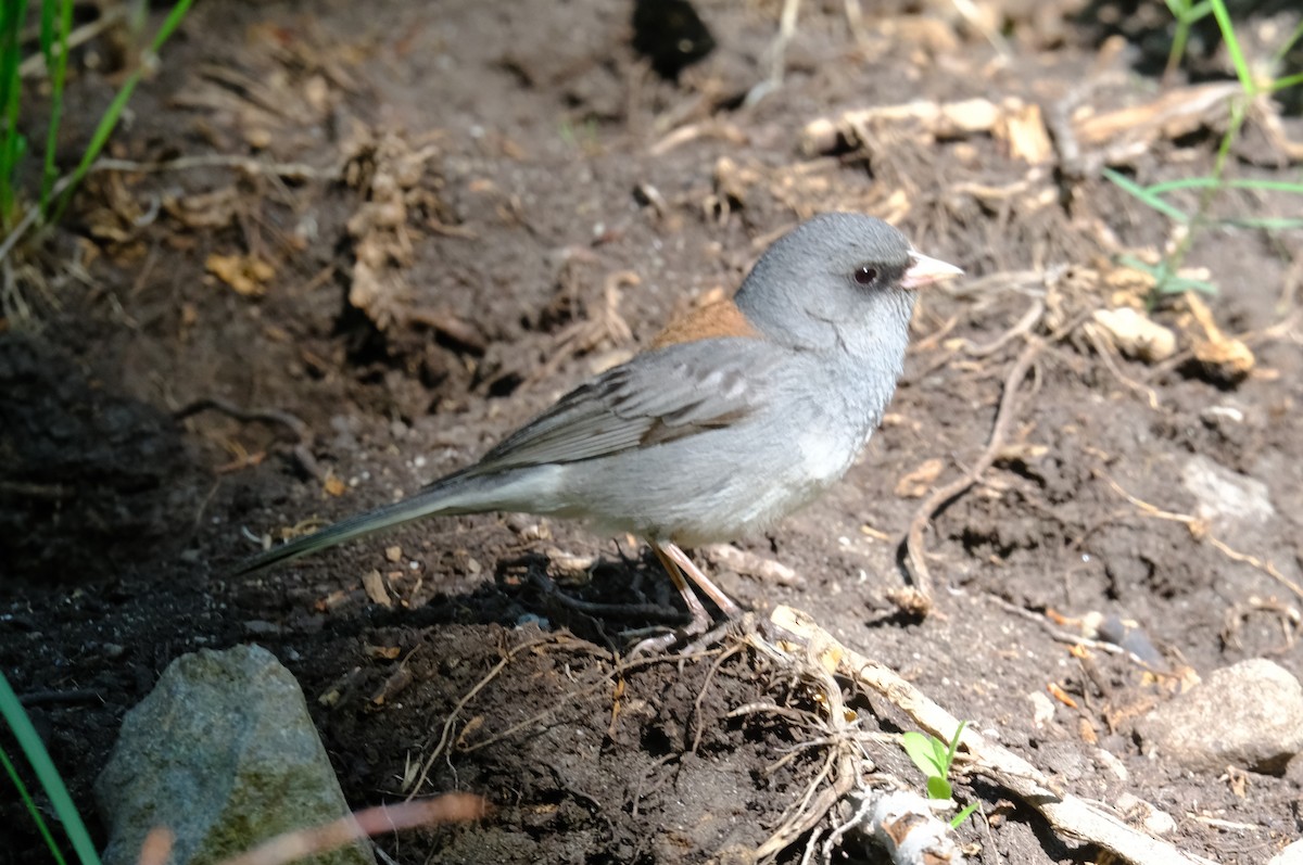 Dark-eyed Junco - ML620525493