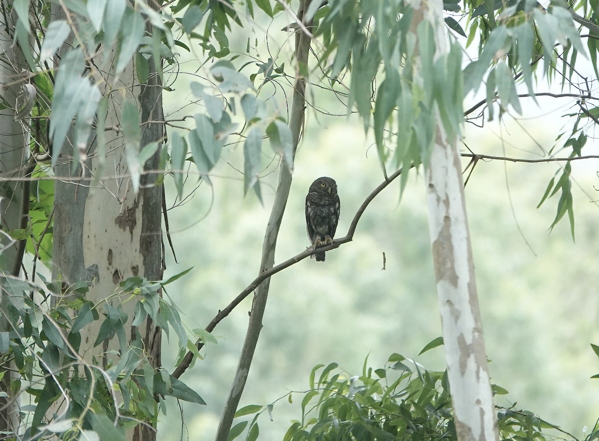 Asian Barred Owlet - ML620525495