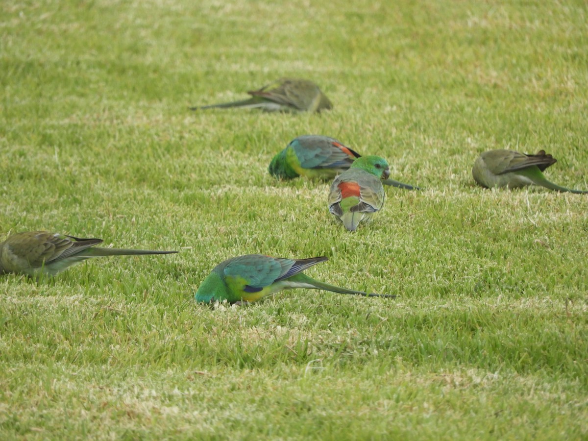 Red-rumped Parrot - ML620525500