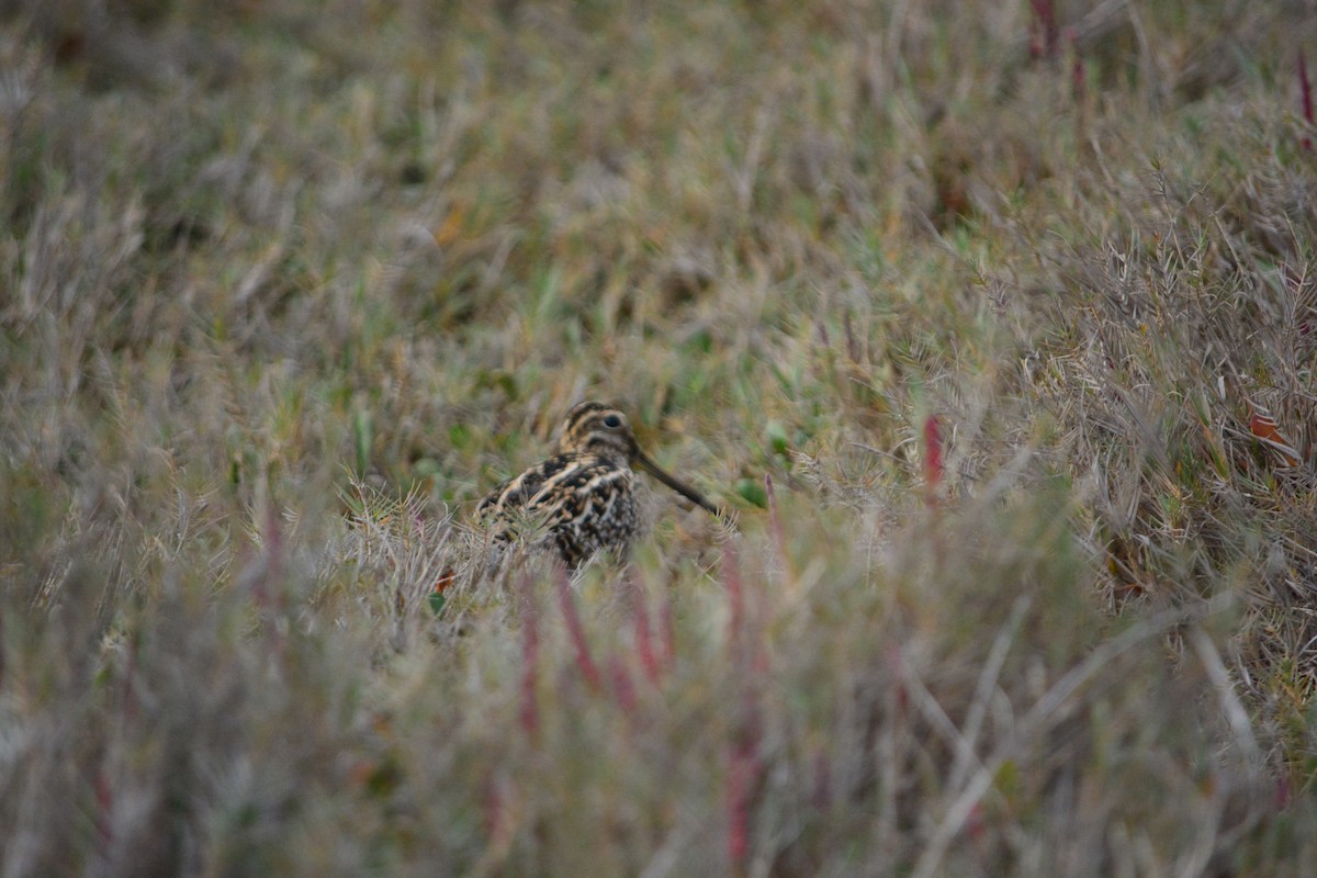 Magellanic Snipe - ML620525501