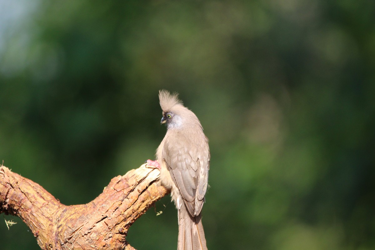 Braunflügel-Mausvogel - ML620525507