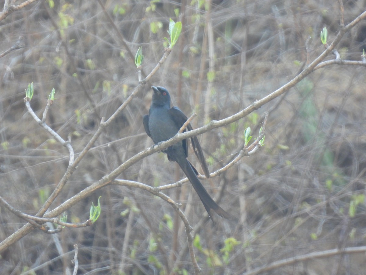 drongo kouřový - ML620525510