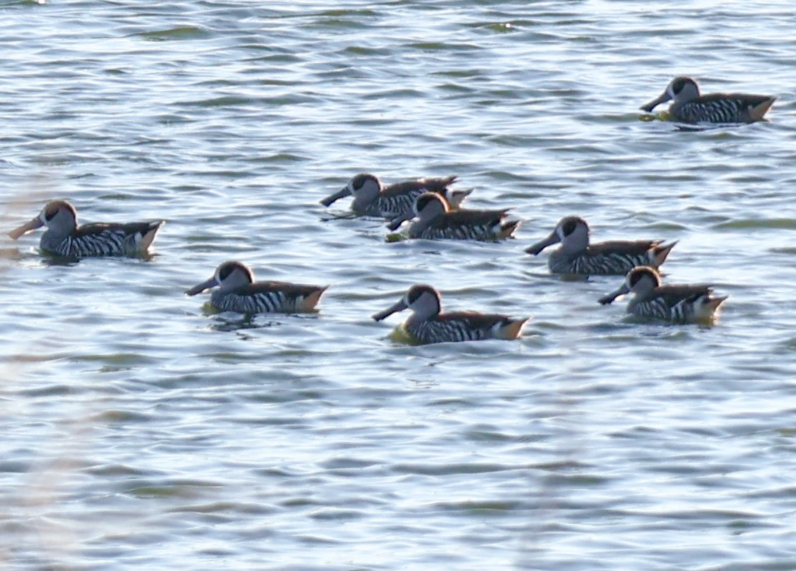 Pink-eared Duck - ML620525513