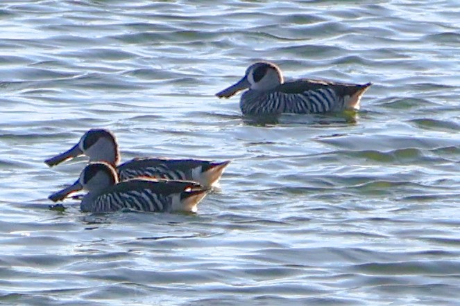 Pink-eared Duck - ML620525514