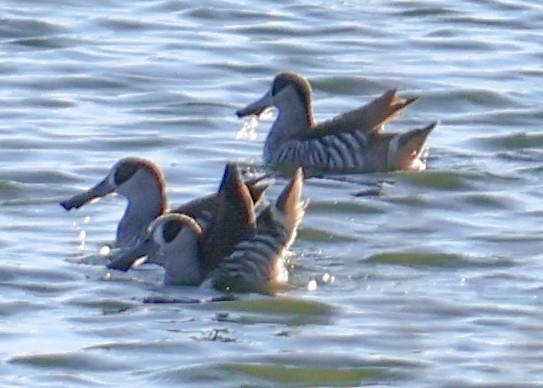 Pink-eared Duck - ML620525515