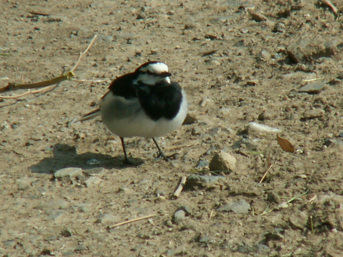 White Wagtail - ML620525520