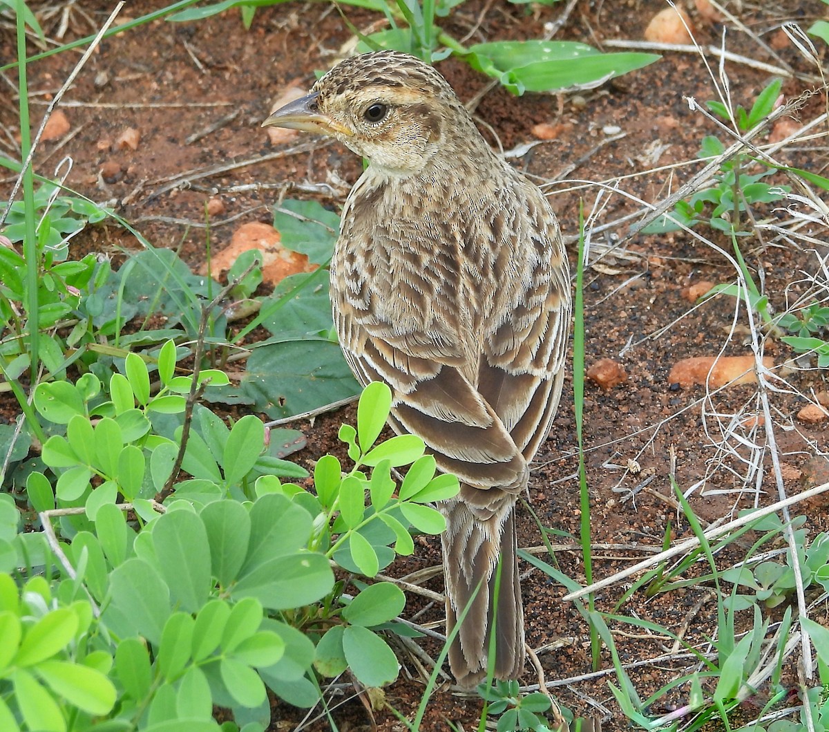 Singing Bushlark - ML620525531