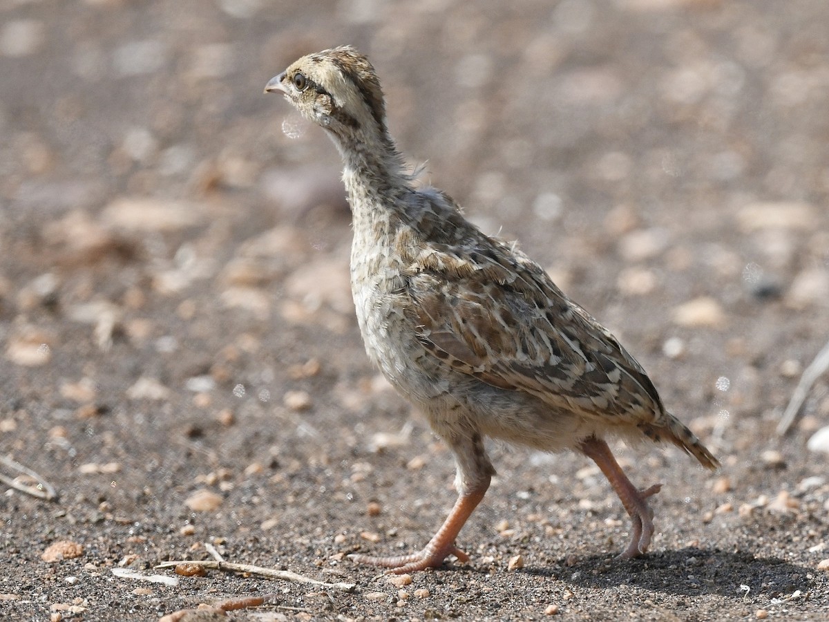 Gray Francolin - ML620525535