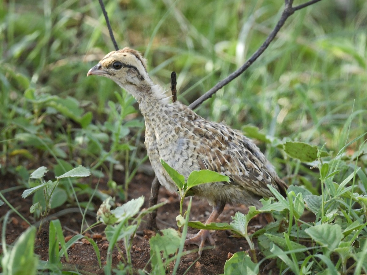 Gray Francolin - ML620525536