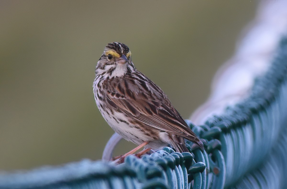 Savannah Sparrow - ML620525539