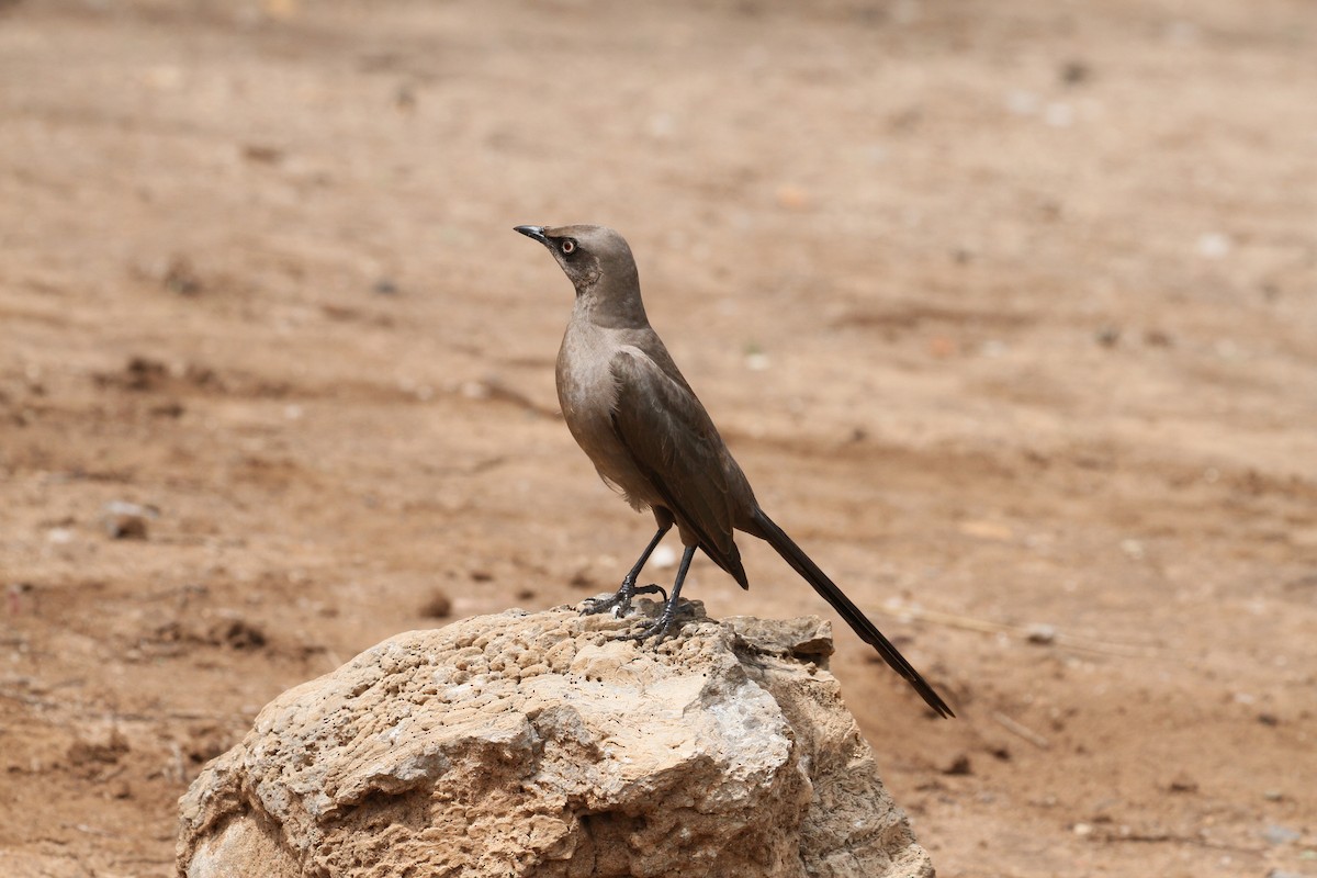 Ashy Starling - ML620525544