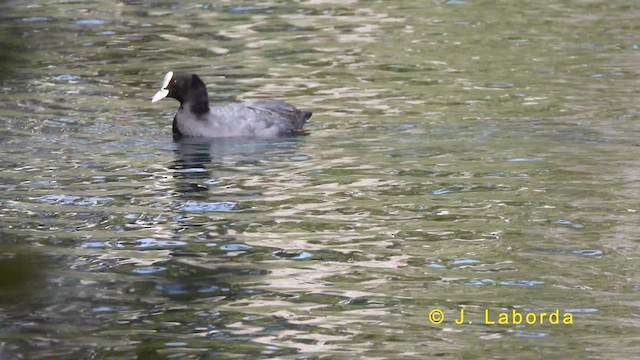 Foulque macroule - ML620525547