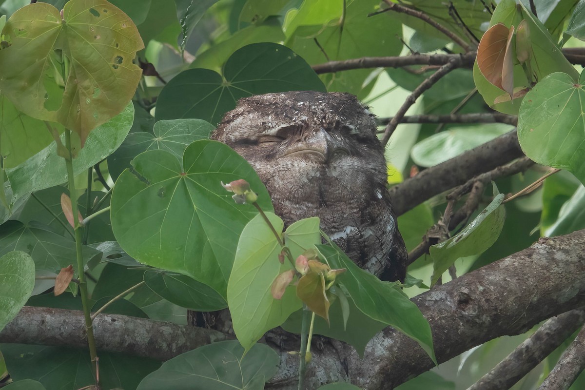 Papuan Frogmouth - ML620525549