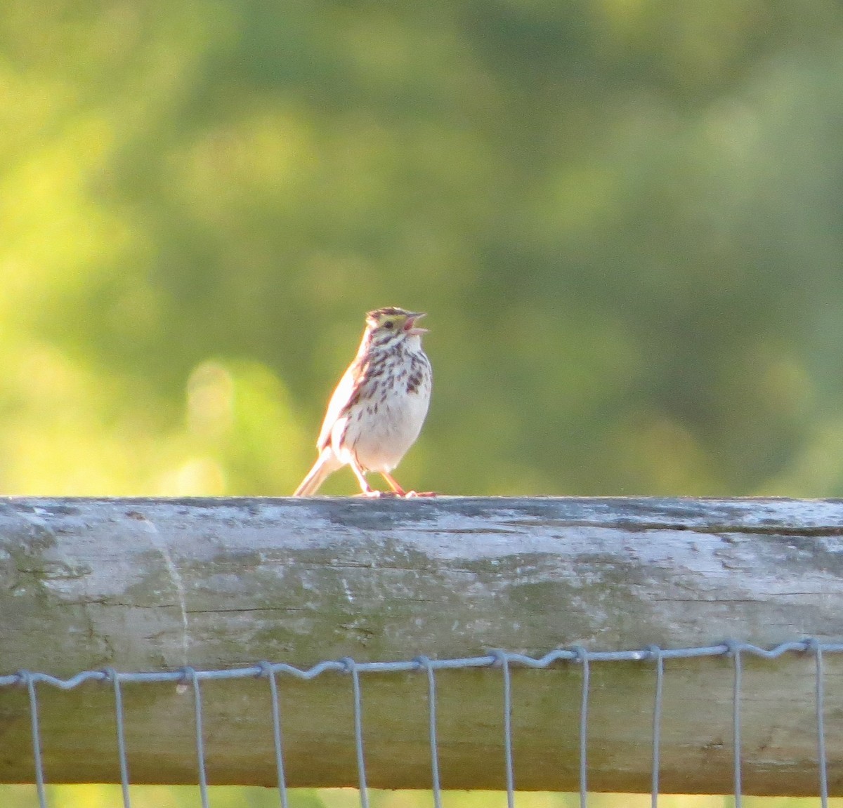 Savannah Sparrow - ML620525555