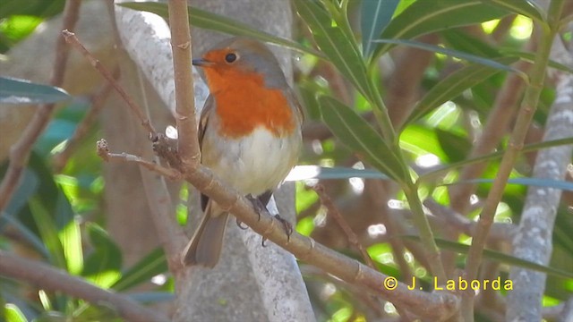 European Robin - ML620525556