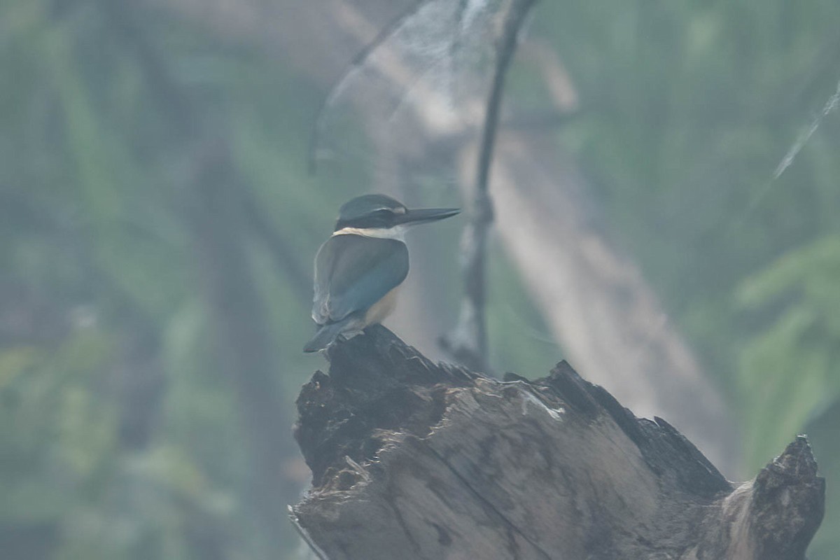 Sacred Kingfisher - ML620525558