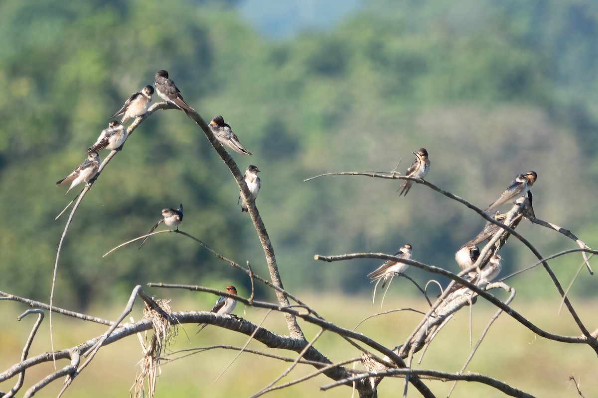 Golondrina Arborícola - ML620525560