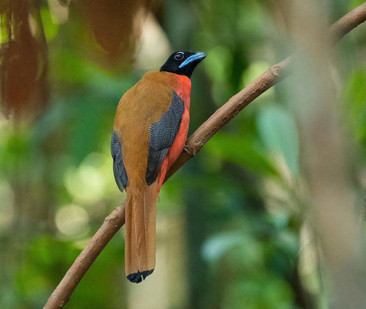 trogon zlatohřbetý - ML620525571