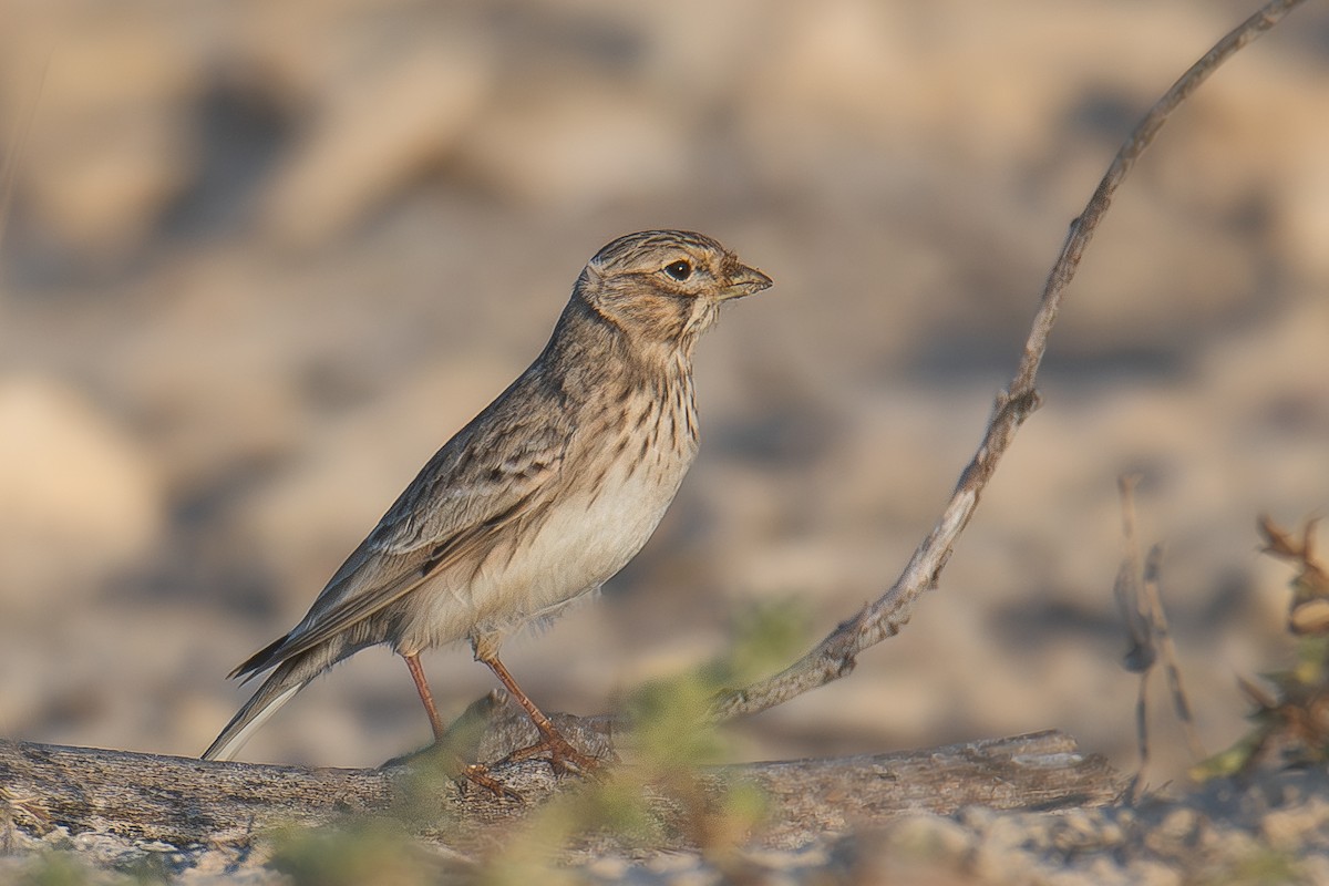 Turkestan Short-toed Lark - ML620525572