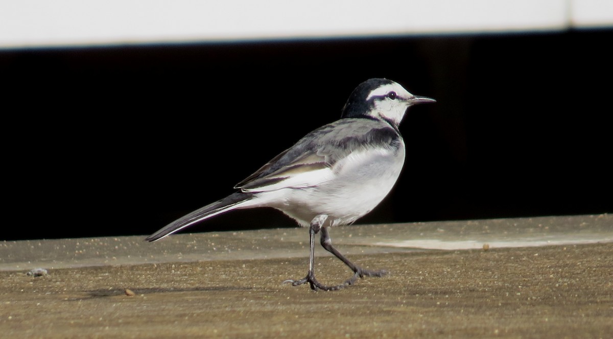 White Wagtail - Eric Haskell