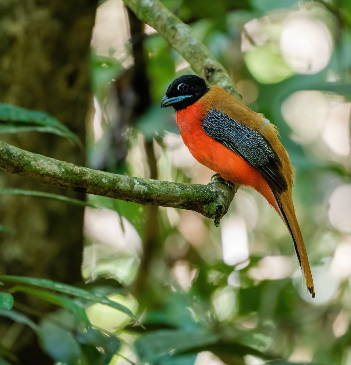 trogon zlatohřbetý - ML620525581