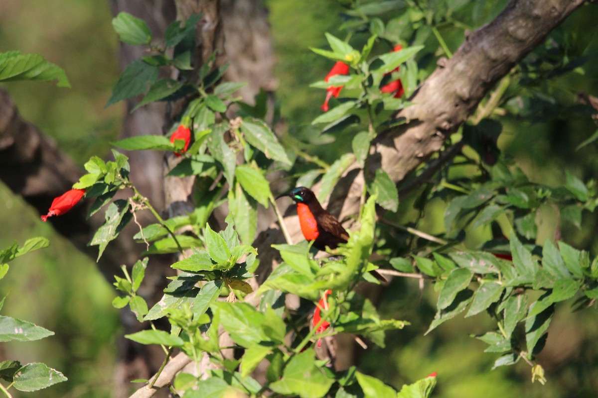 Scarlet-chested Sunbird - ML620525590
