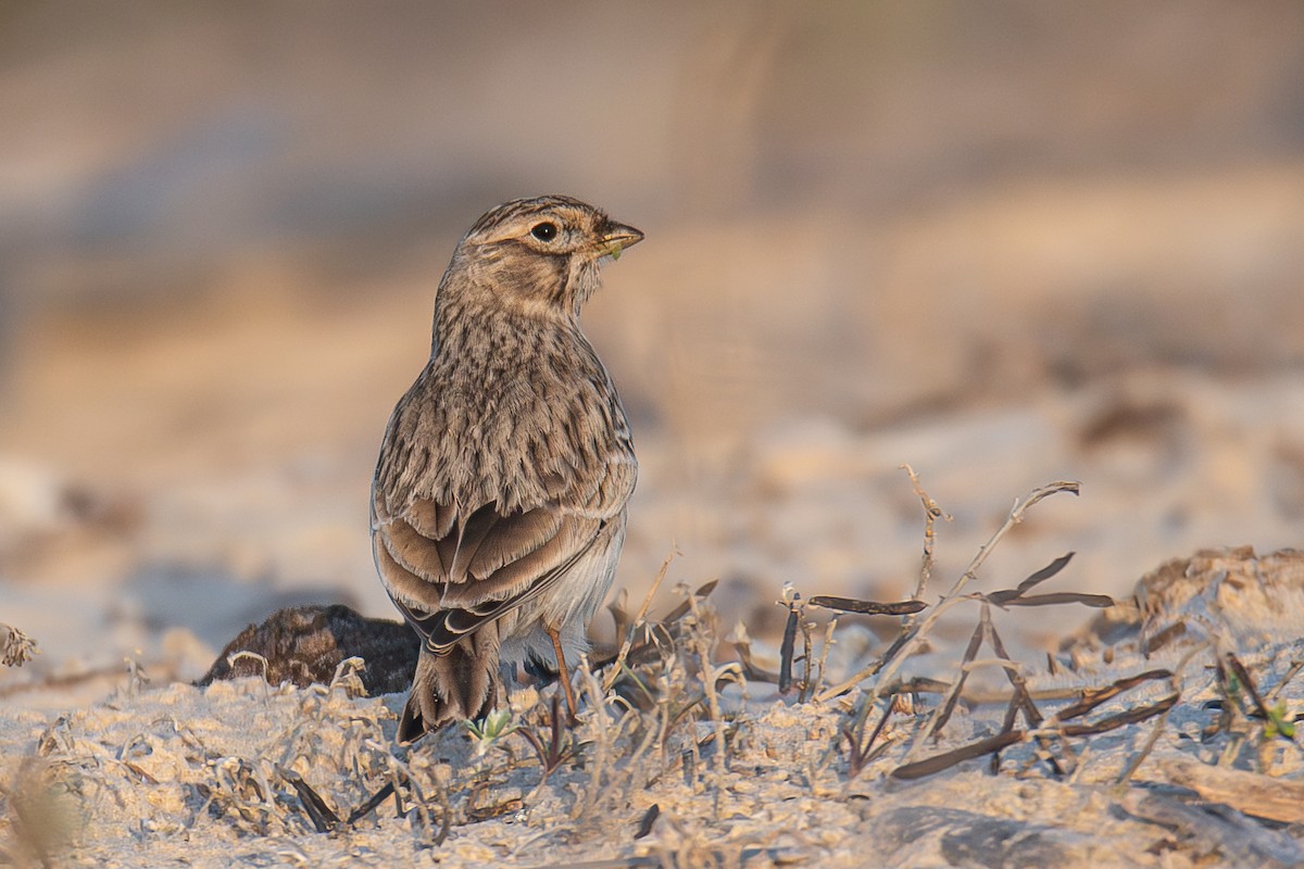 Turkestan Short-toed Lark - ML620525595