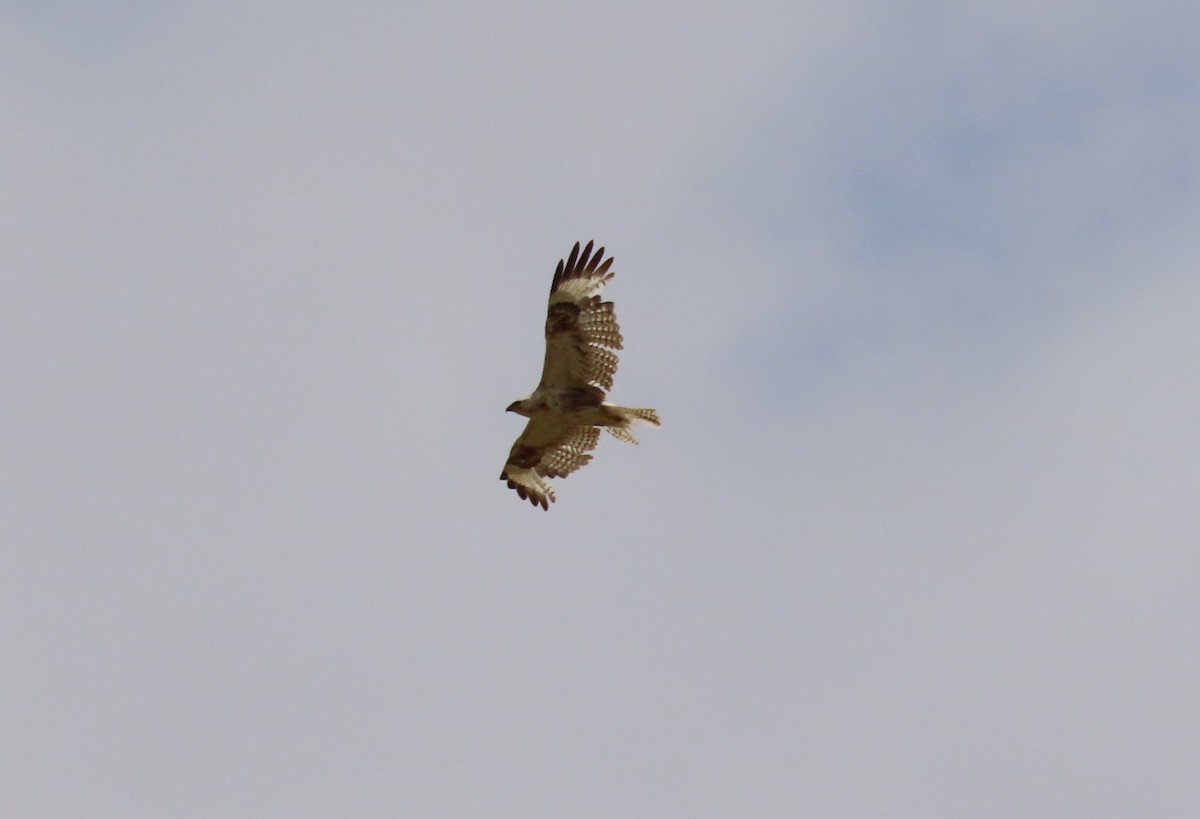 Upland Buzzard - Jeff Hopkins