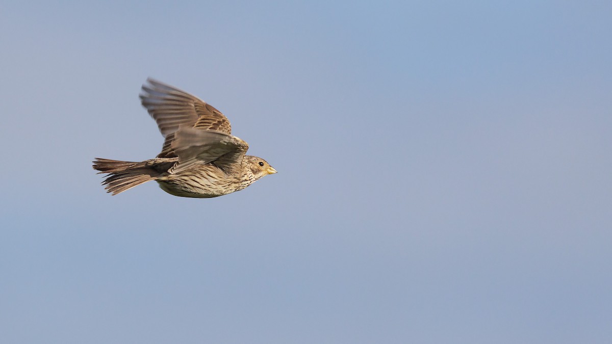 Corn Bunting - ML620525597