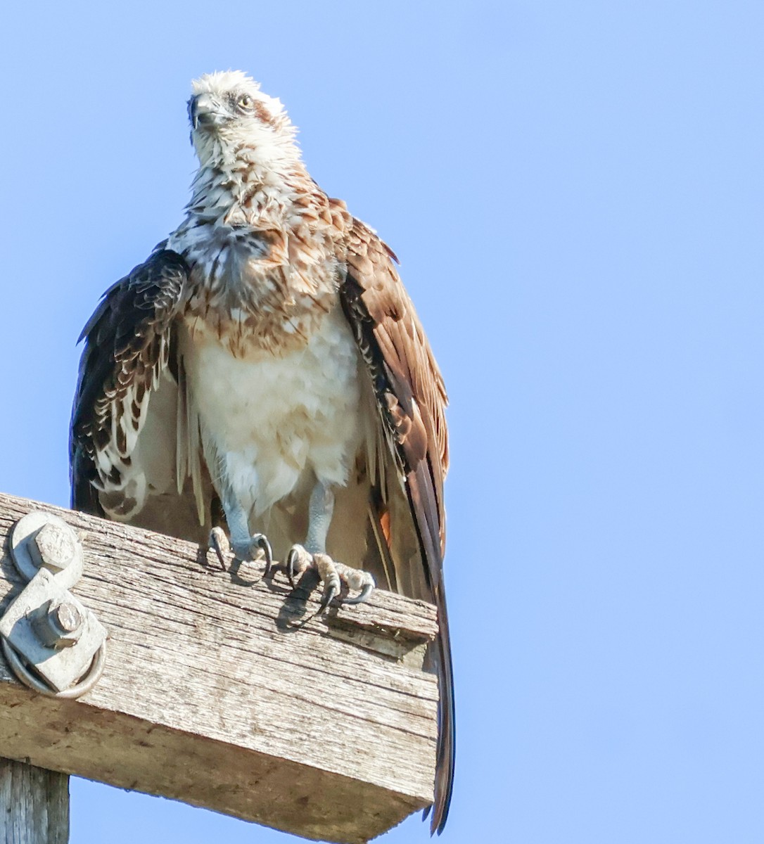 Black-shouldered Kite - ML620525598