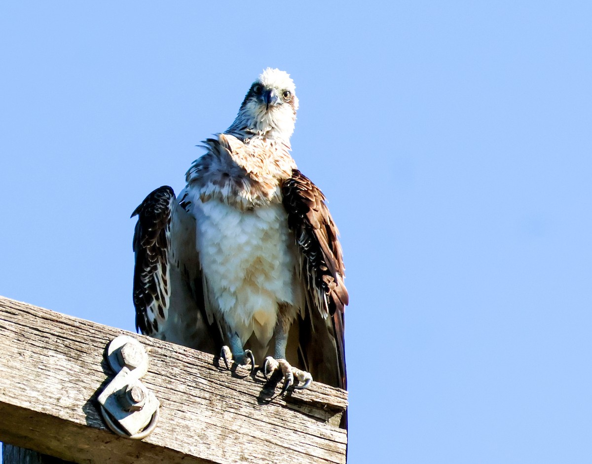 Osprey - Sonia Boughton