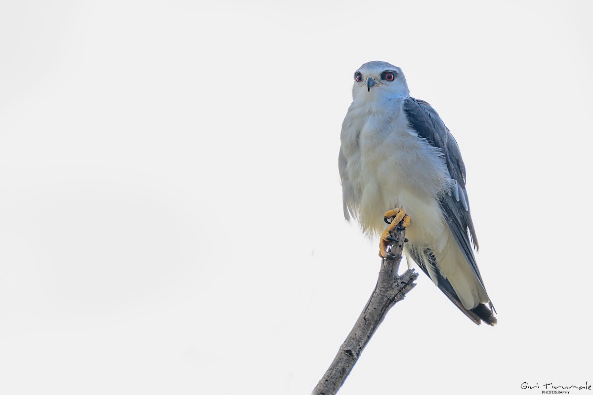 Black-winged Kite - ML620525612