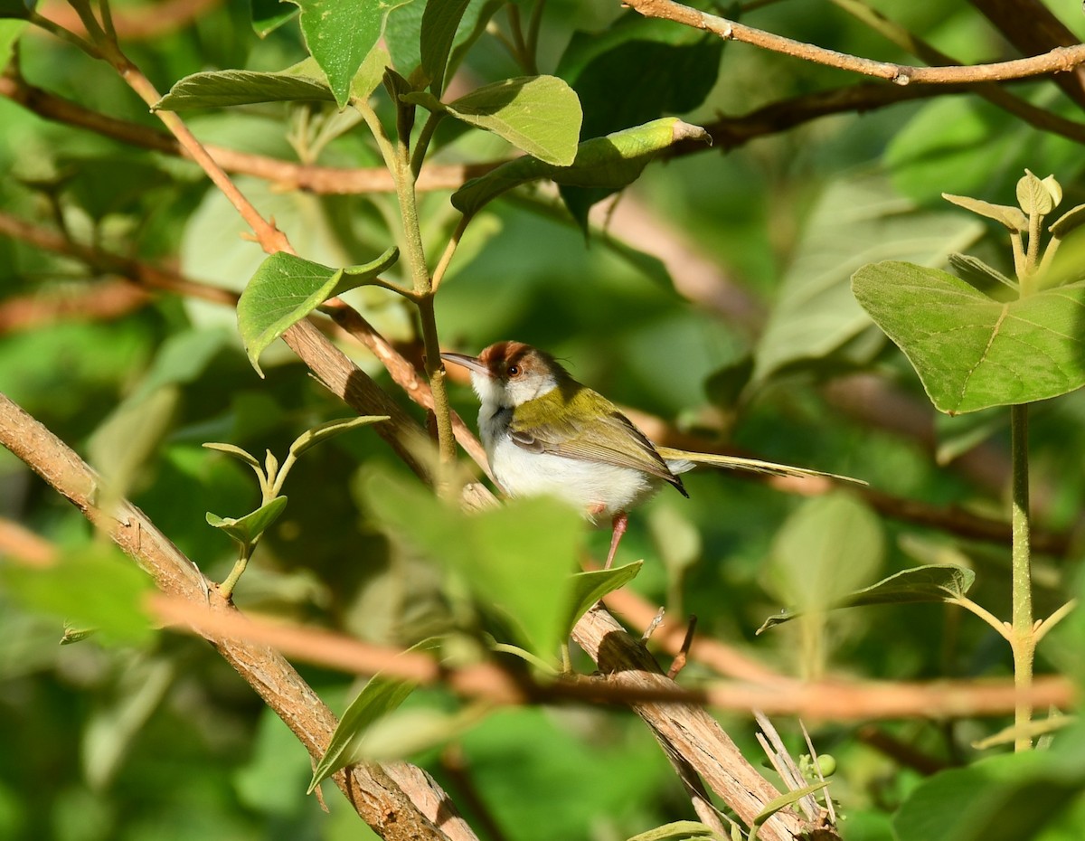 Common Tailorbird - ML620525616