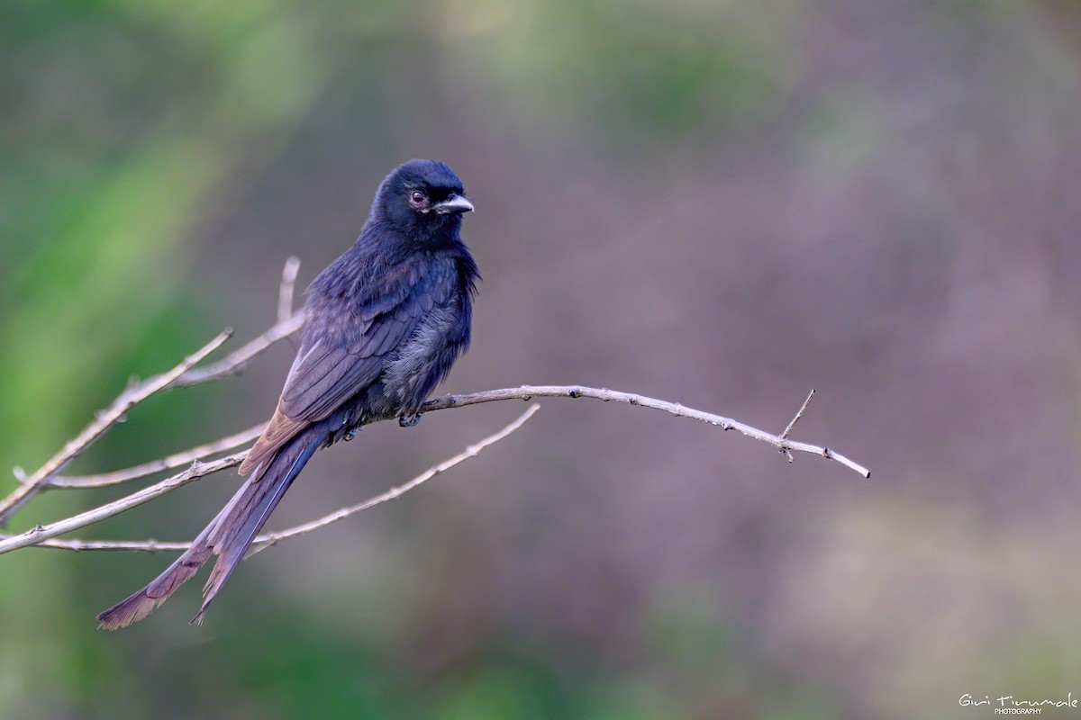 Black Drongo - ML620525617