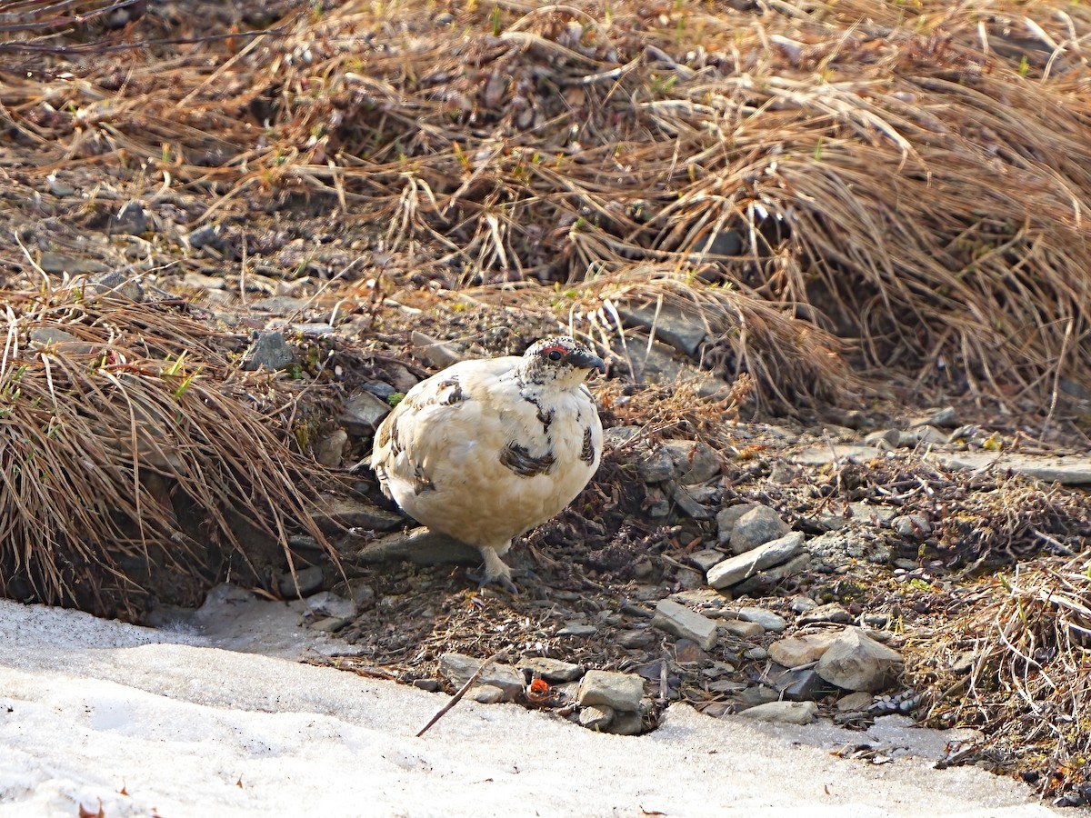 Rock Ptarmigan - ML620525618