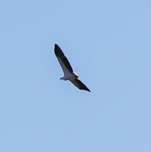 White-bellied Sea-Eagle - ML620525619