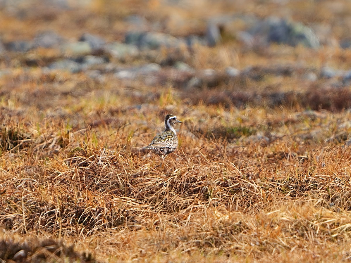 Pacific Golden-Plover - ML620525622