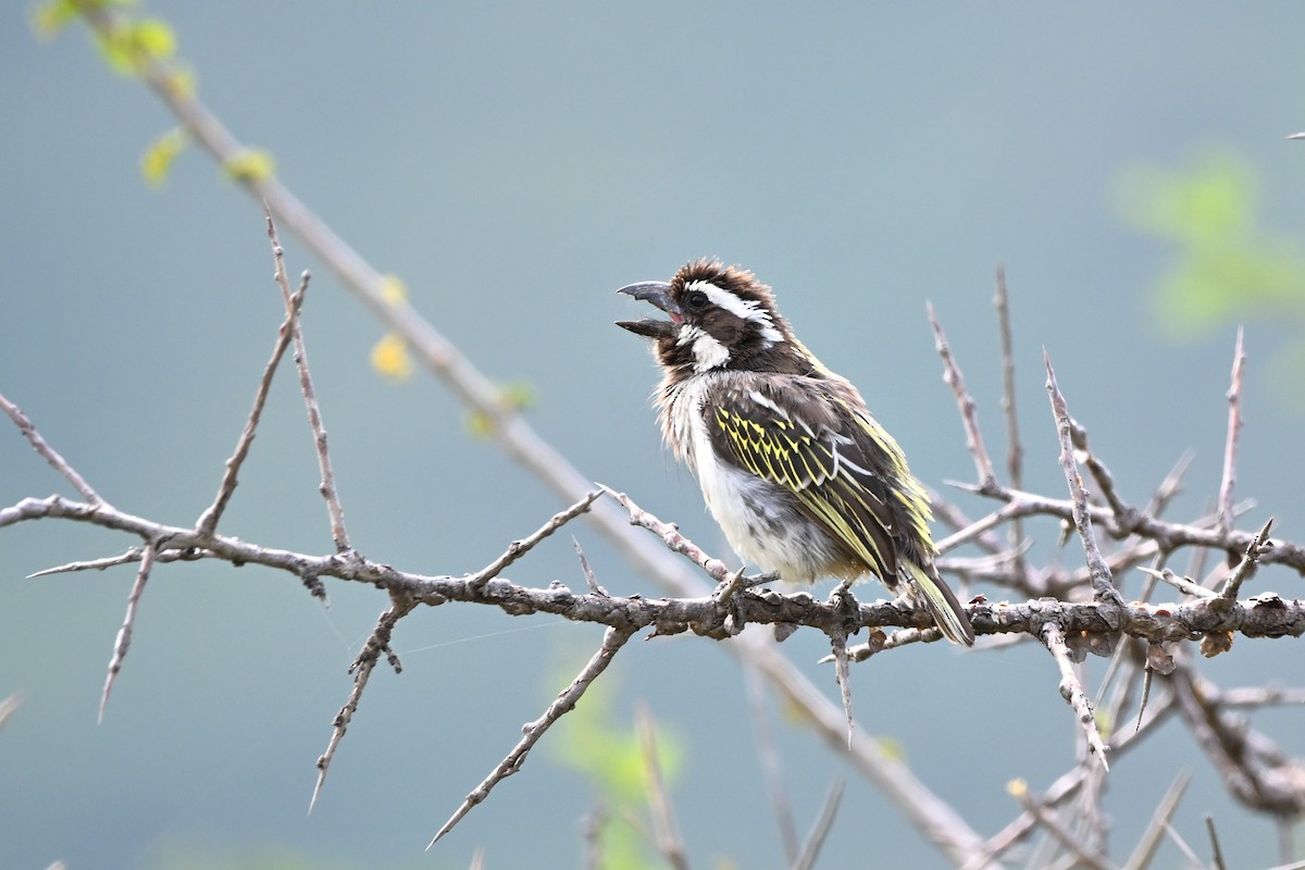 Black-throated Barbet - ML620525629