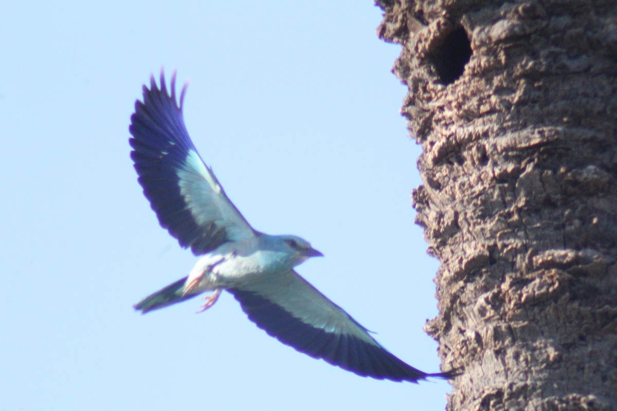 European Roller - ML620525635