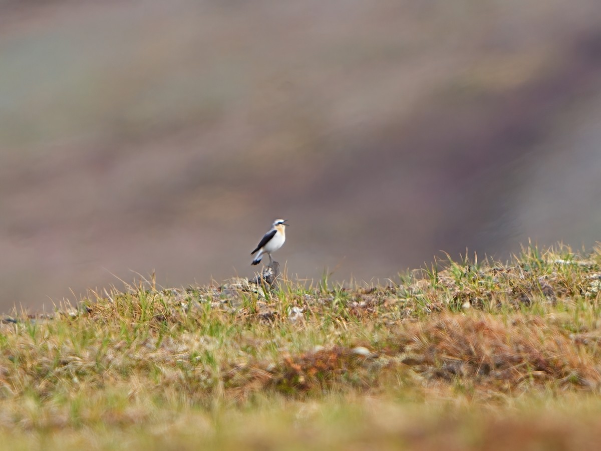 Northern Wheatear - ML620525640