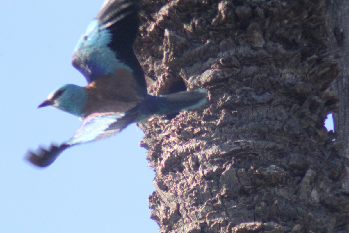 European Roller - ML620525641