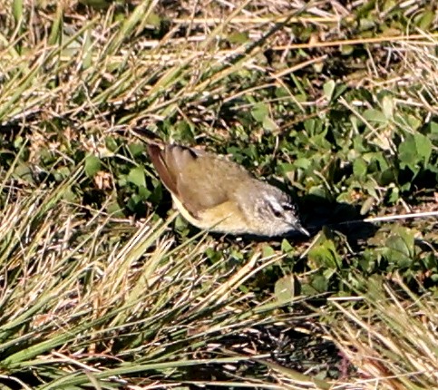 Acanthize à croupion jaune - ML620525644