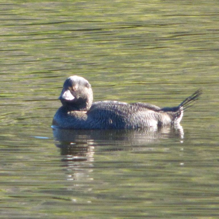 Musk Duck - ML620525645