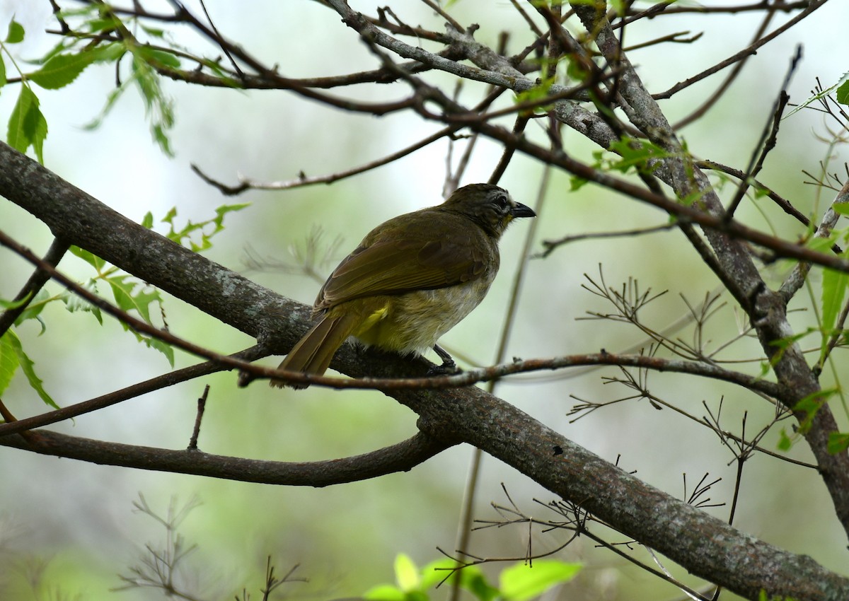 White-browed Bulbul - ML620525648