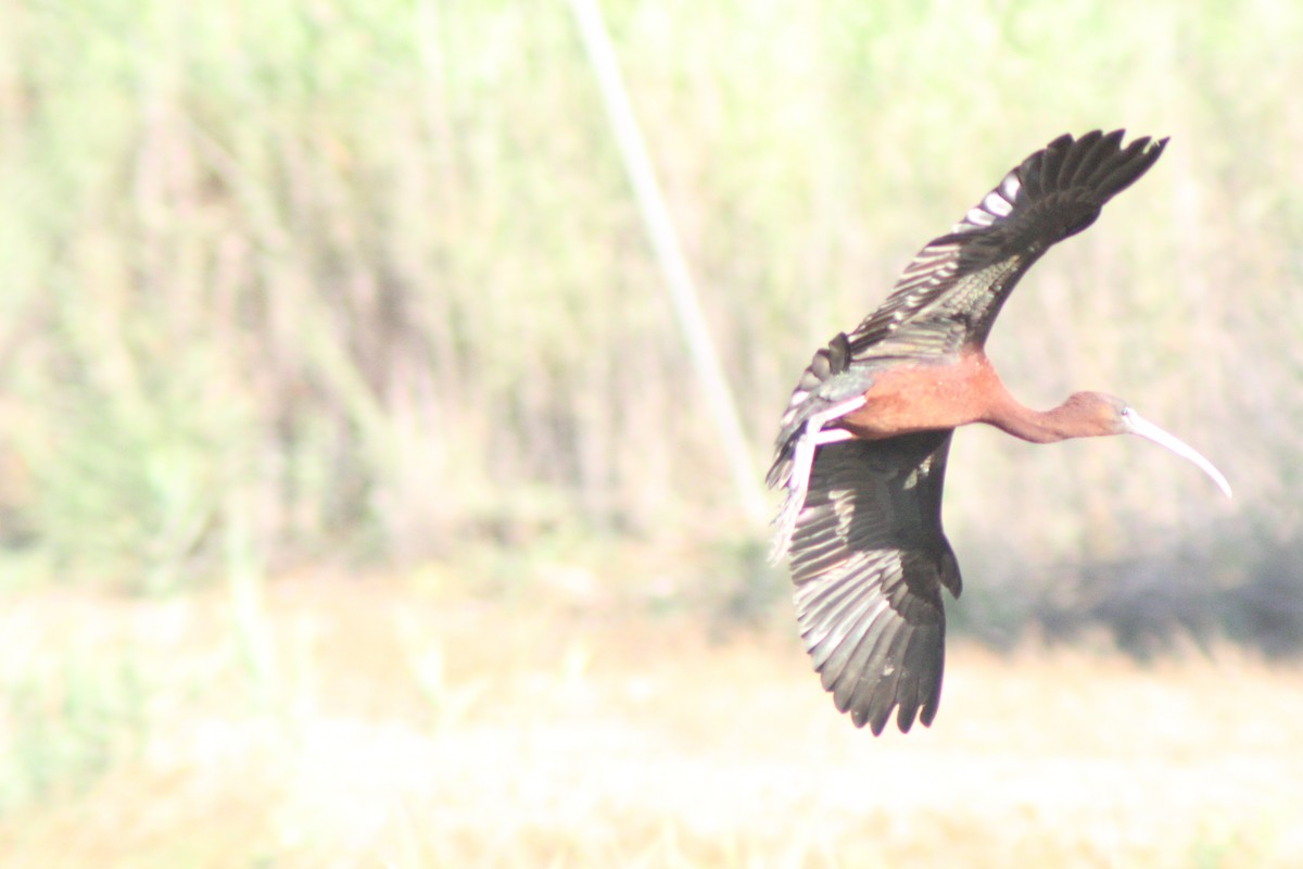 Glossy Ibis - ML620525649