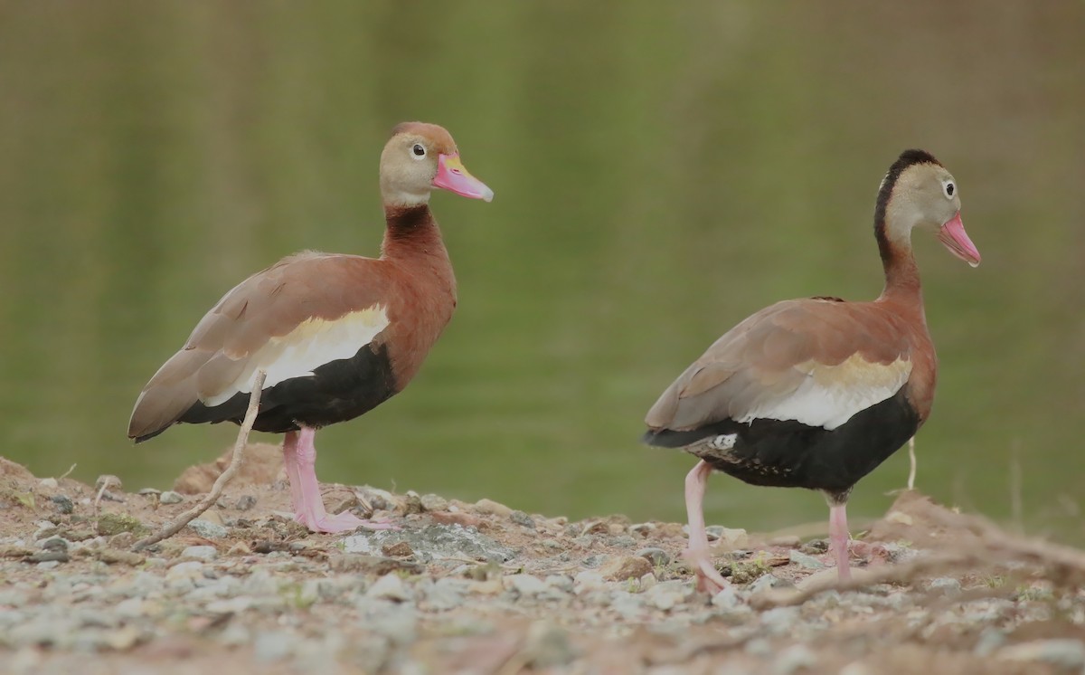 Black-bellied Whistling-Duck - ML620525650